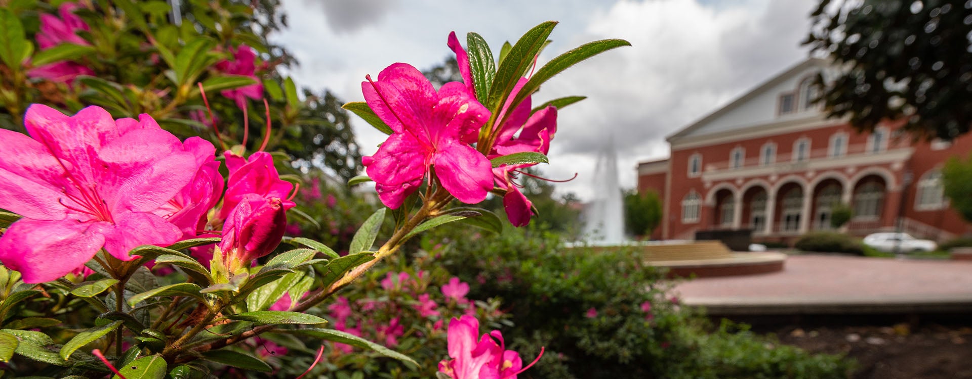 Banner_Wright Pink Flowers